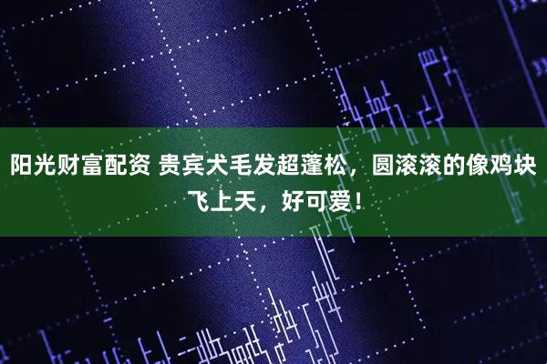 阳光财富配资 贵宾犬毛发超蓬松，圆滚滚的像鸡块飞上天，好可爱！